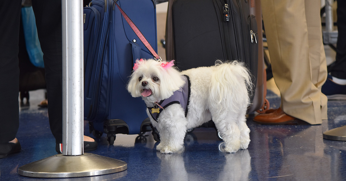 How To Get A Pet Passport For A Dog Pet Passports   Dog At Airport Twitter 